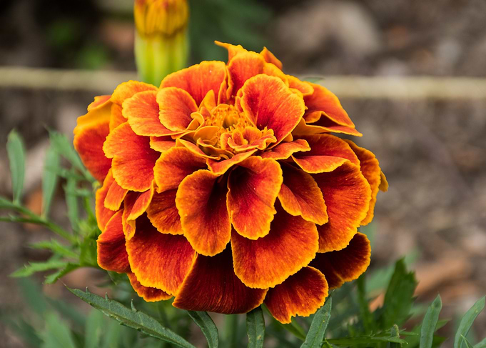 Flor