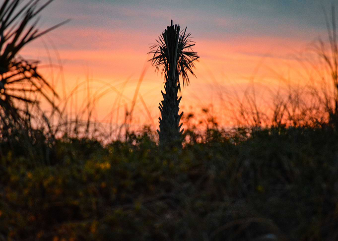 Romantic Palm Tree