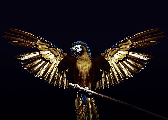Golden parrot
