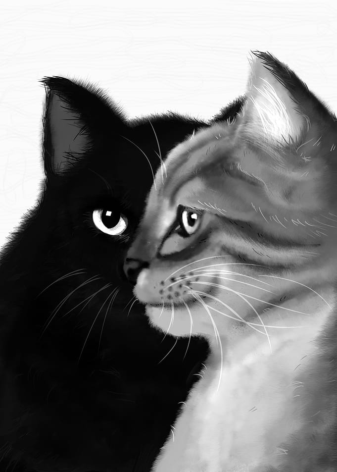 cat