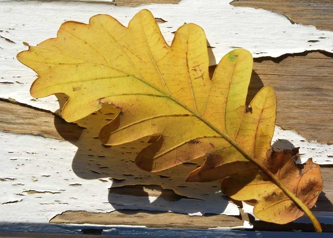 Yellow Leaf