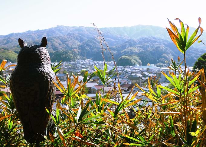 Owl view