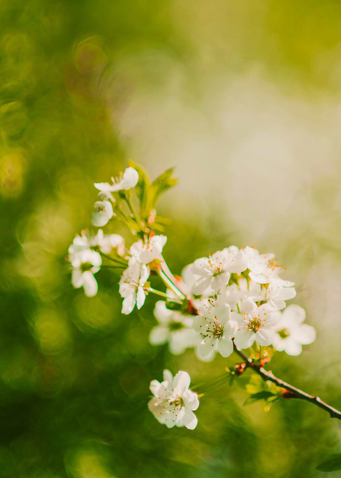 Spring Blossom