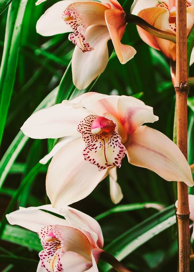 Orchid II