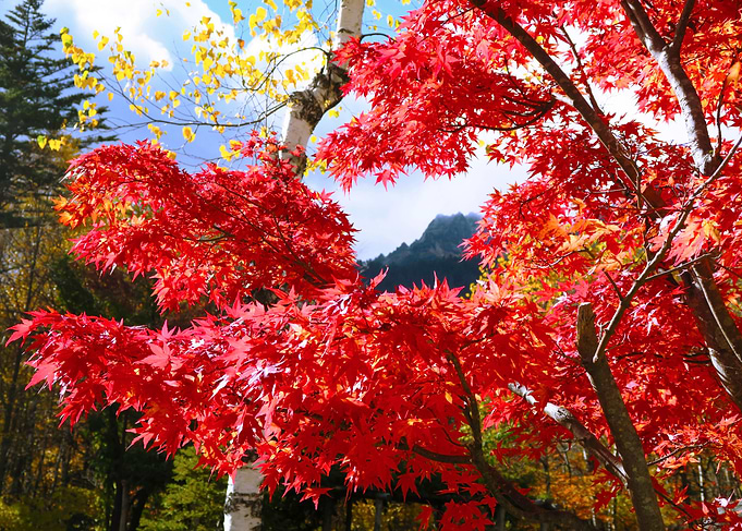 Momiji mountain
