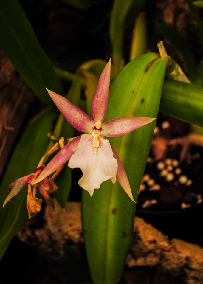 Orchid I