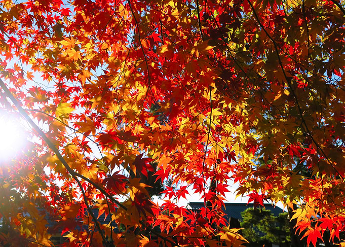 Autumn colors