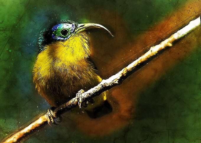 Honeycreeper