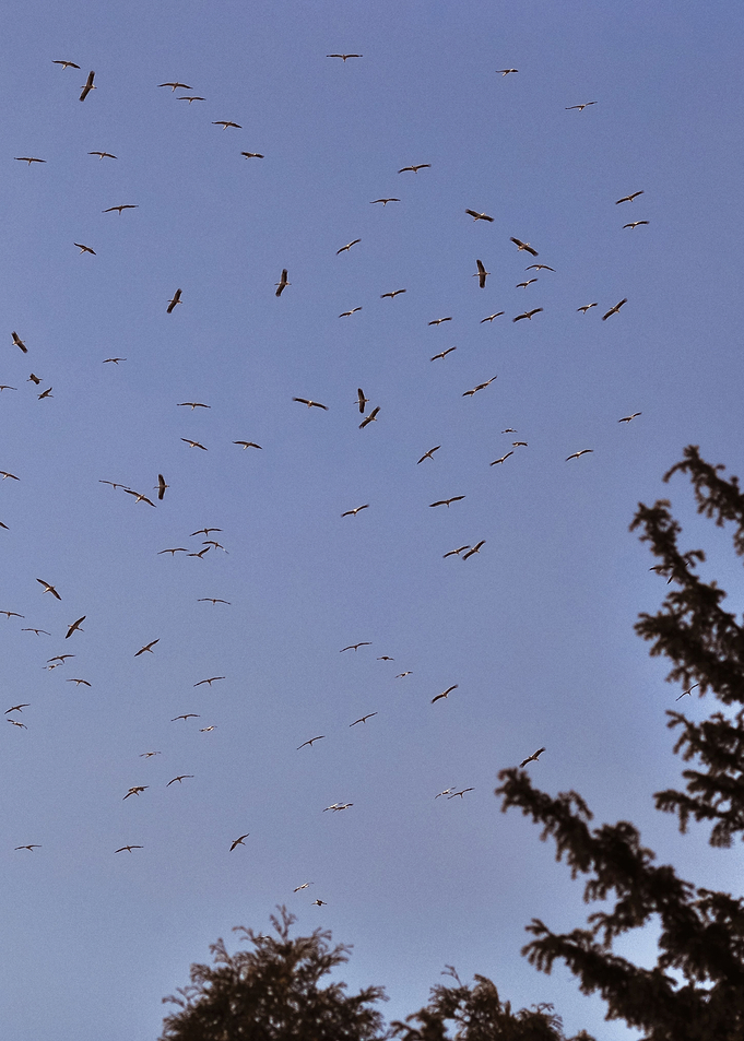 Flying Birds