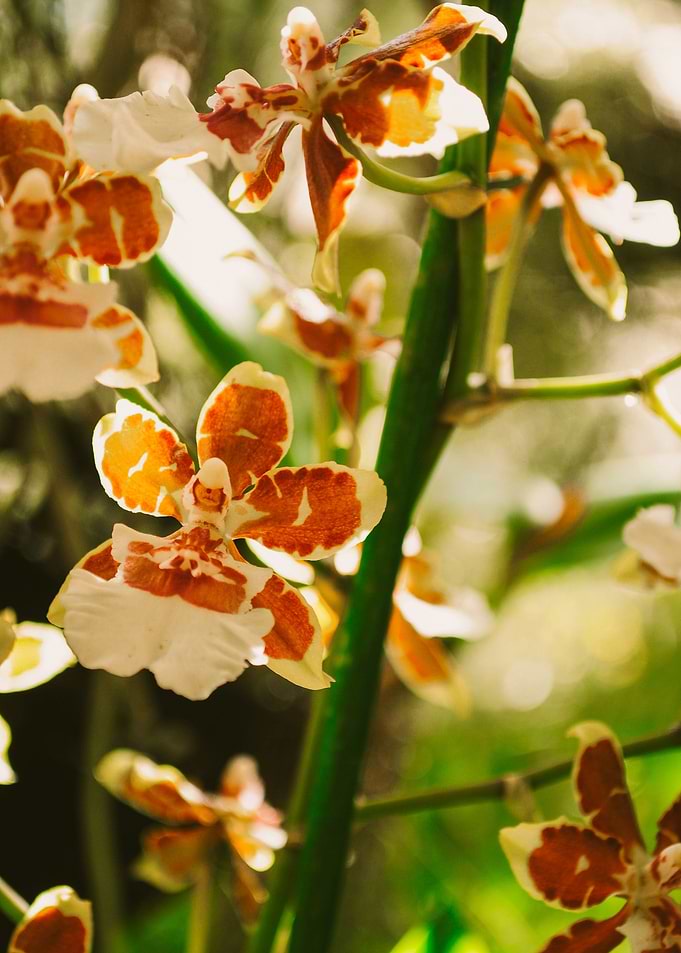 Orchid III