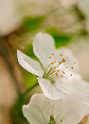 The Spring Effect