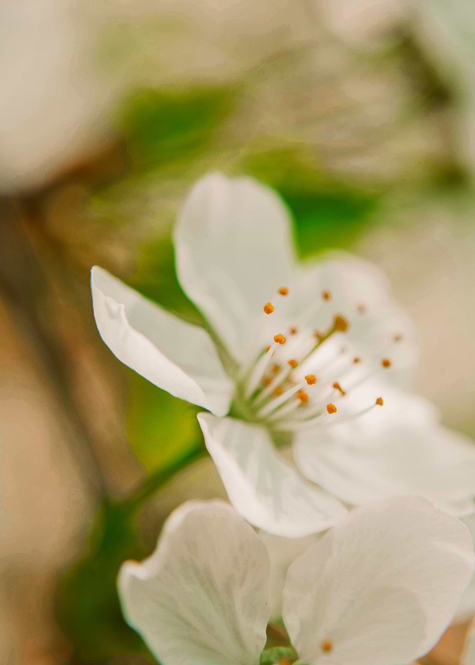 The Spring Effect