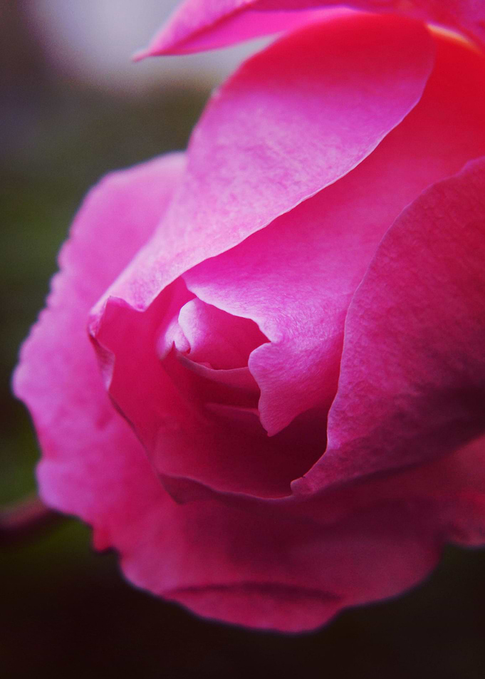 Pink Rose Spiral