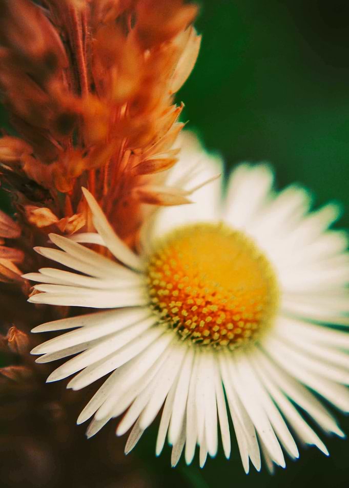 Daisy Wonderland