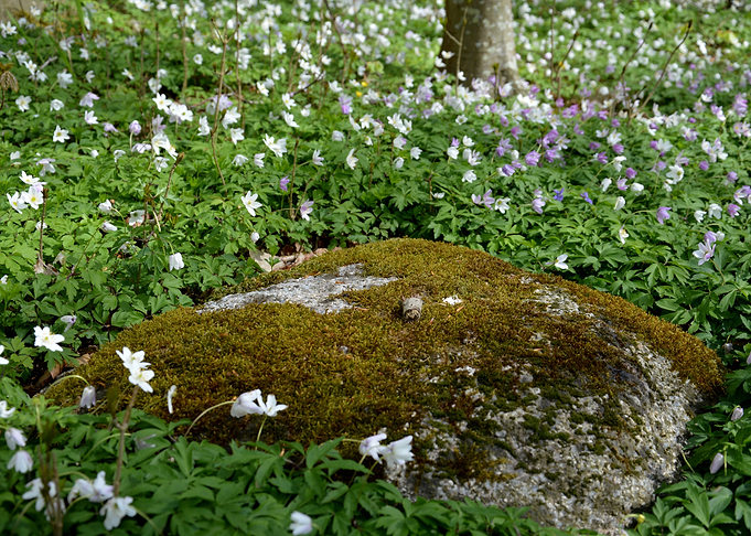 Mossed stone