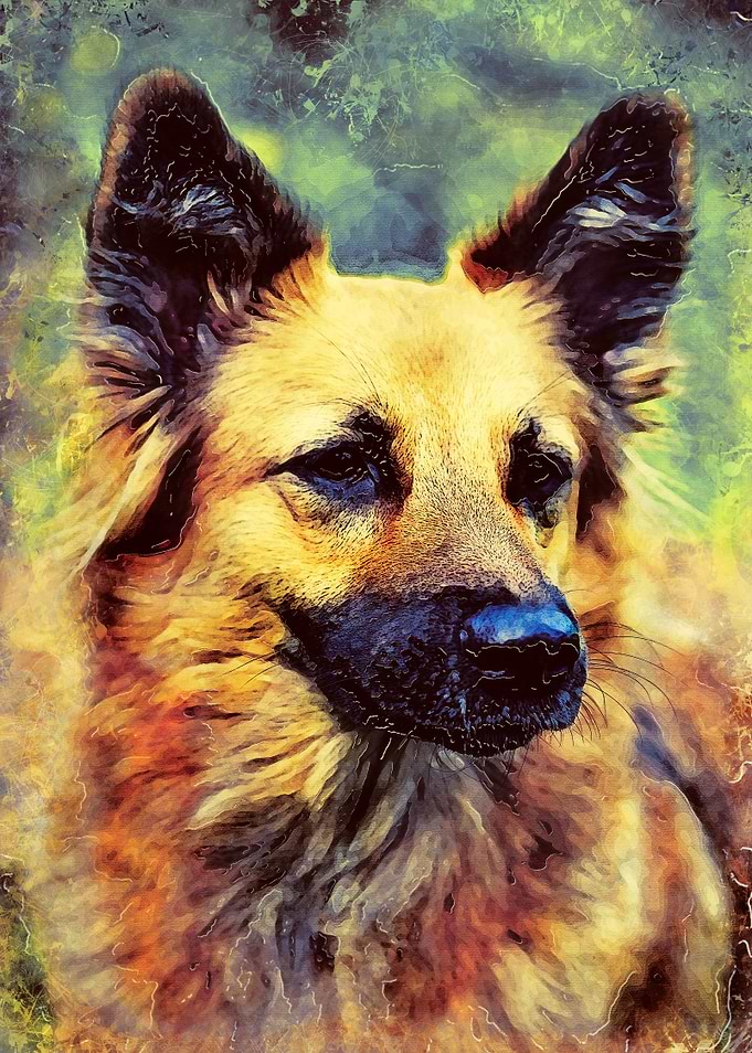 German Shepherd