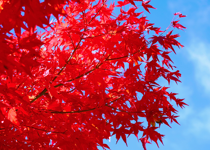 Red and Blue