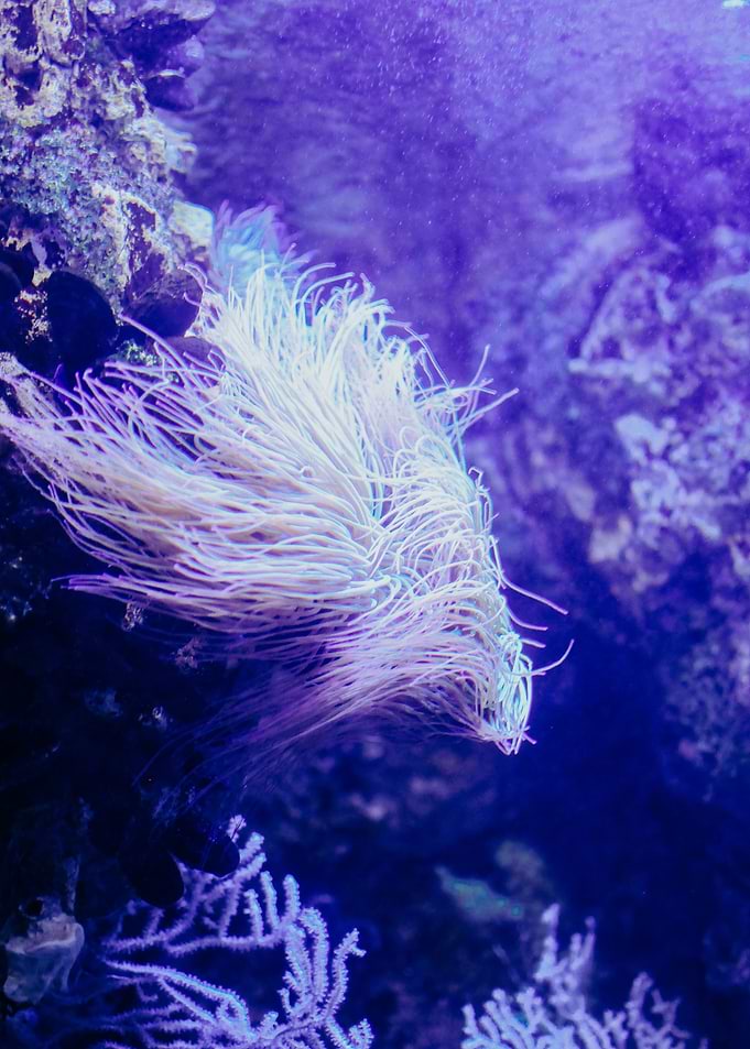Life in the Ocean