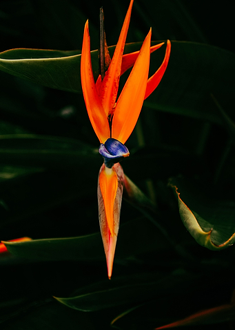 Bird of Paradise I