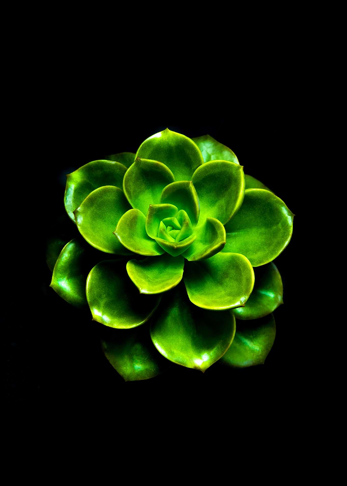 Succulent plant Echeveria