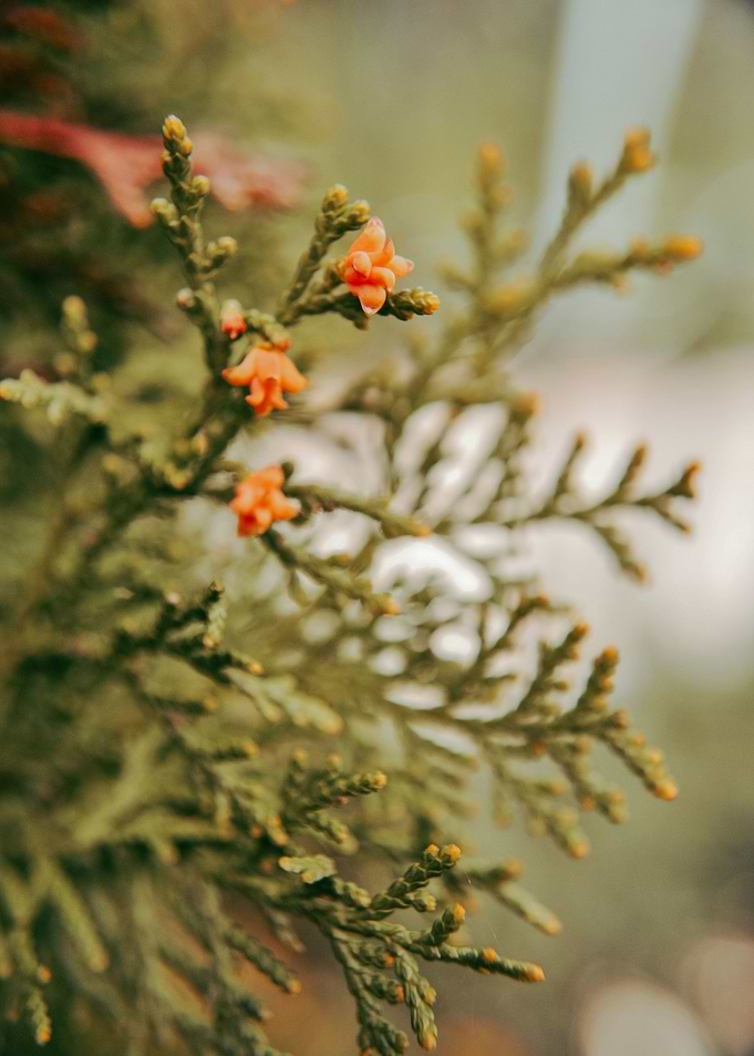 Close Up Blossom