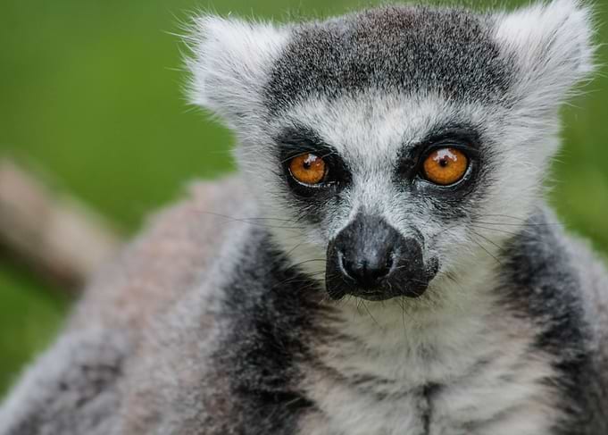 Ring Tailed Lemur