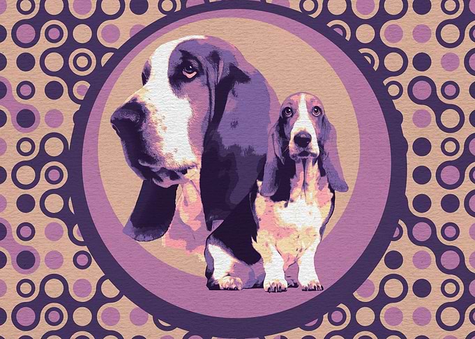 Basset Hound