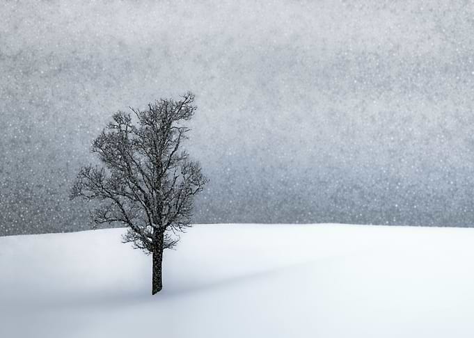LONELY TREE