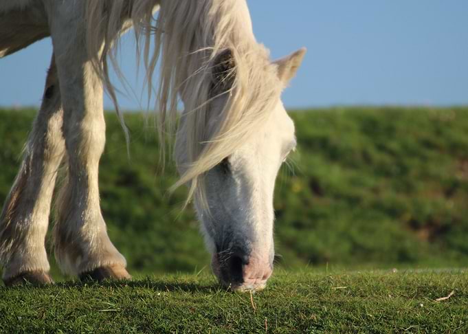 Wild Horse