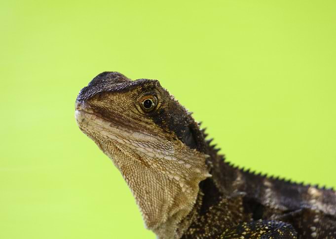 The Lizard