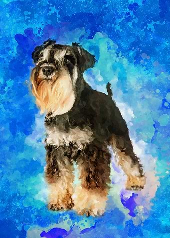 Miniature Schnauzer
