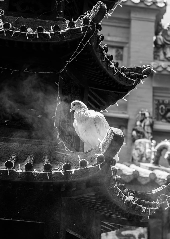 The Temple Dove