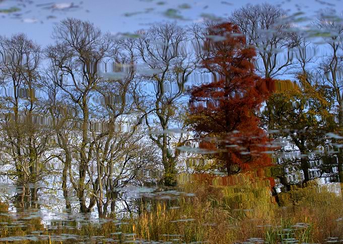 Tree Reflections