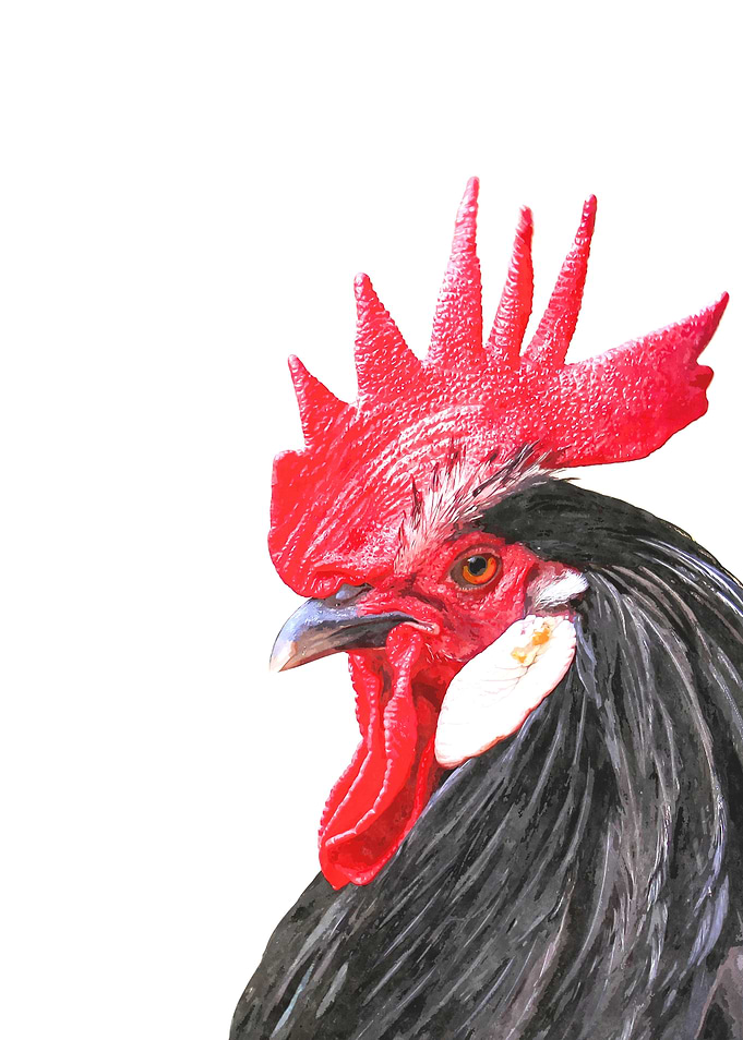 Rooster Portrait