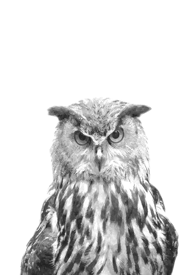 Black and White Owl