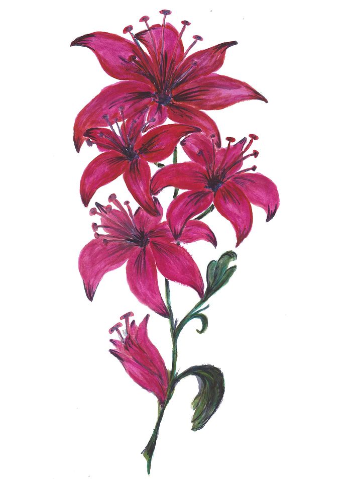 Red and Pink Lilies