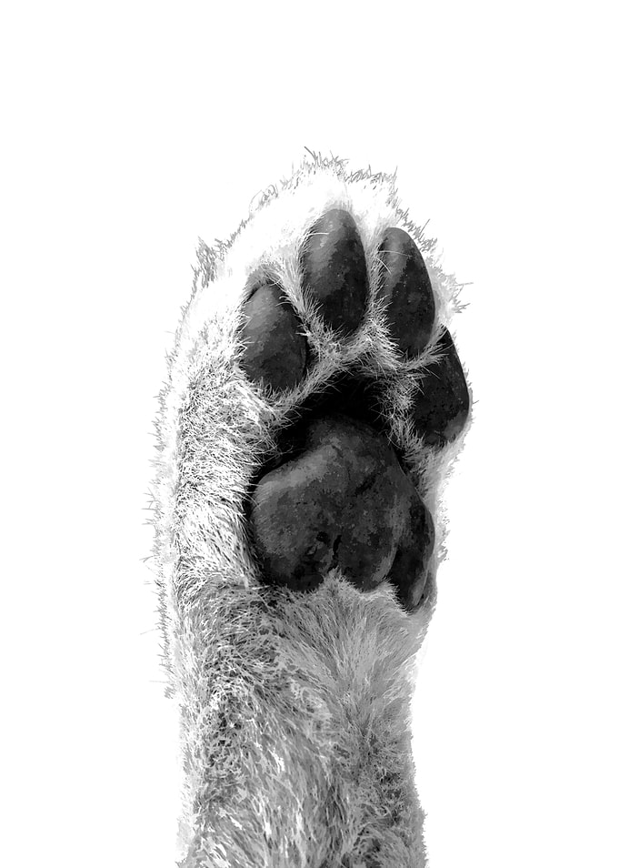Black and White Dog Paw