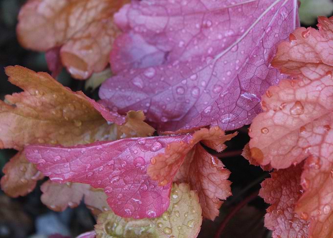 Autumnal Colours