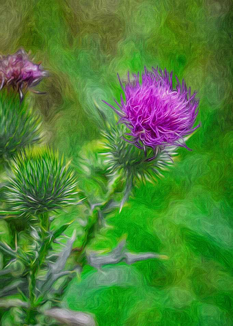 Thistle Wildflower