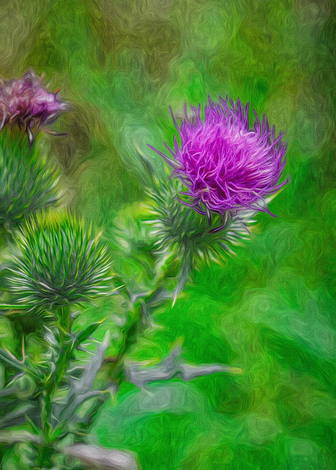 Thistle Wildflower