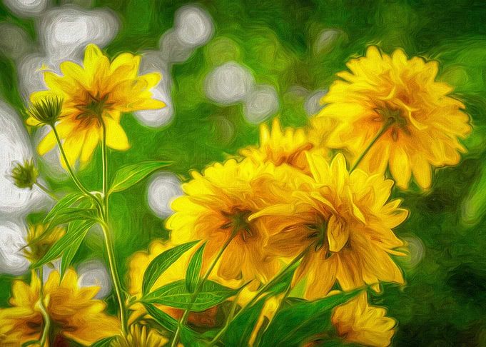 Coreopsis Flowers