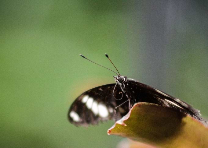 Macro Butterfly