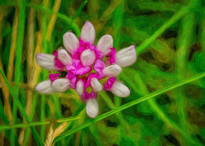 Pink Clover Wildflower