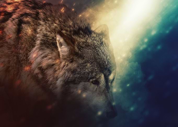 Wolf
