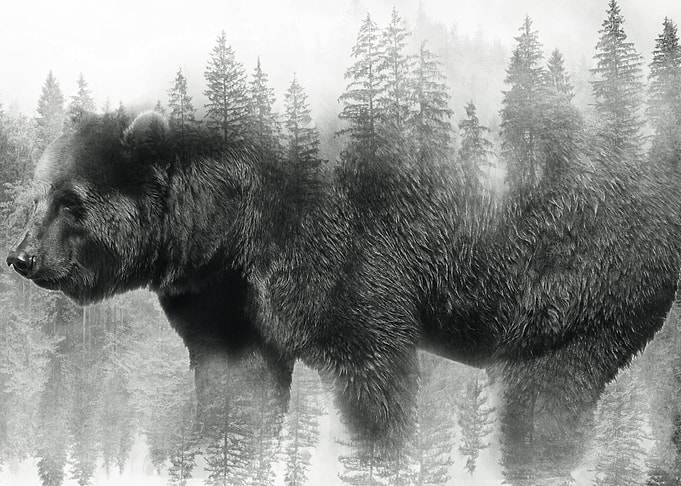 Bear Grey