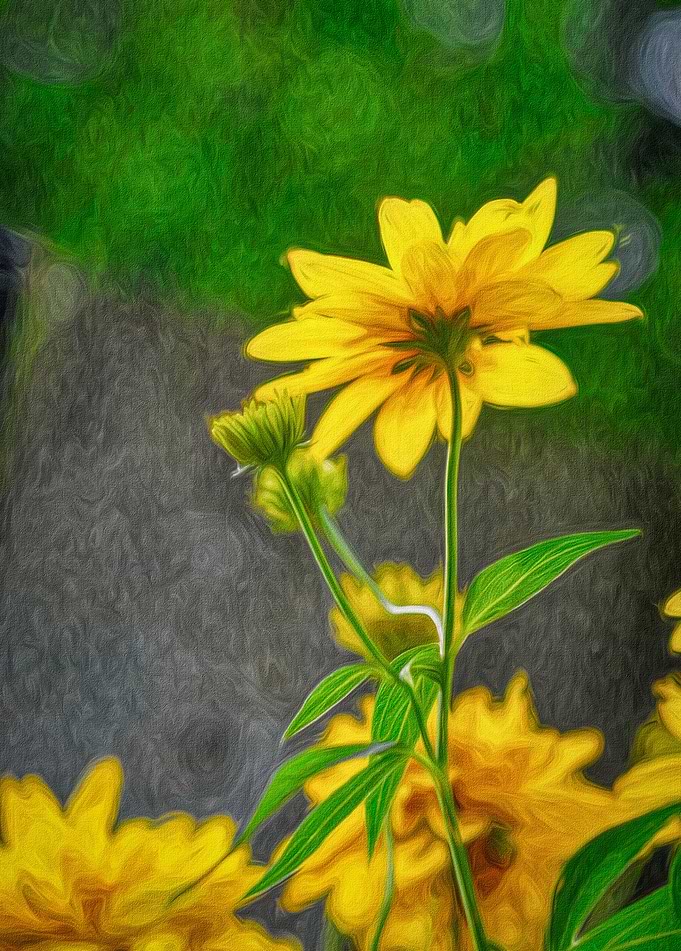 Coreopsis Flower