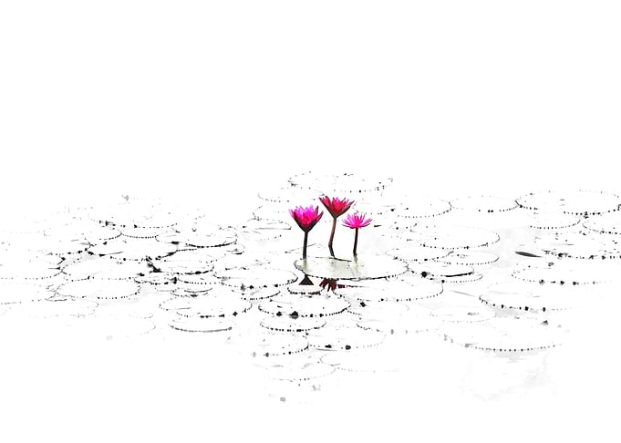 Lotus Illustration