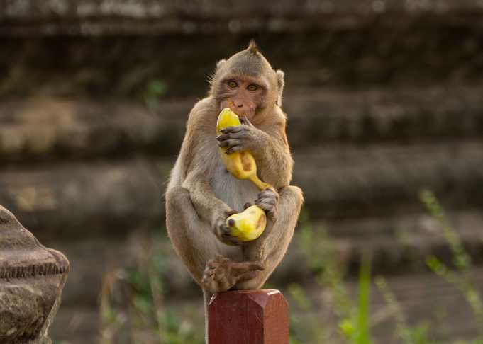 Monkey
