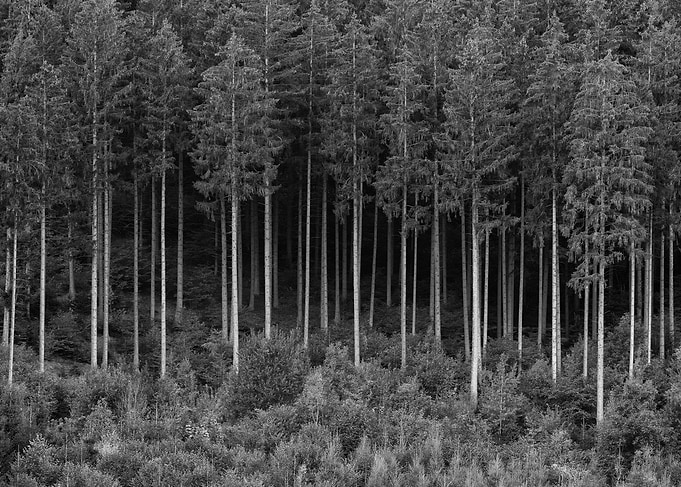 Forest 01