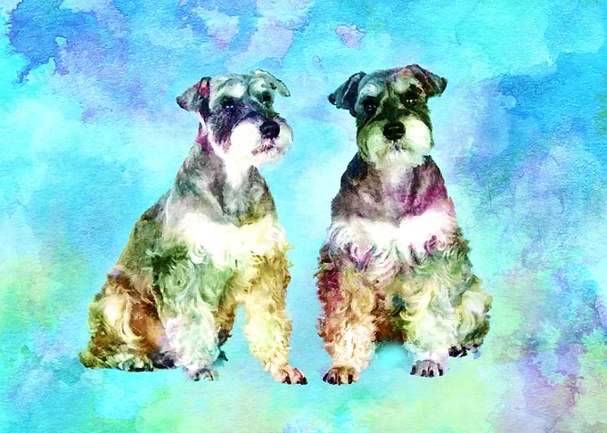 Miniature Schnauzer